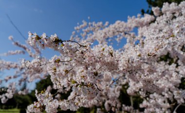 Bahar. Ağaç çiçeklerle çiçek açtı..