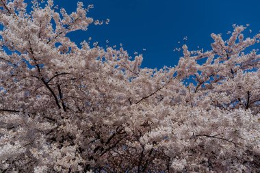Bahar. Ağaç çiçeklerle çiçek açtı..