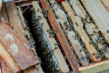 Arıcılık. Kovan, bal arılarının yapay bir meskeni..
