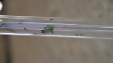 Insects. Ants crawl on a glass pipe.