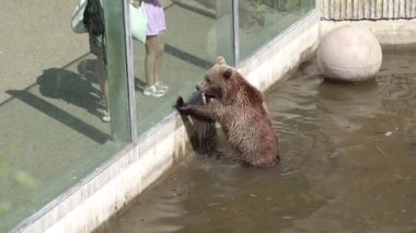 The Bears. Family of brown bears.