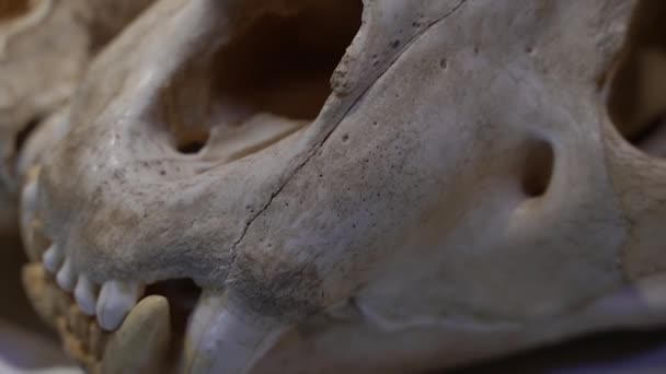 Cráneo Animal Salvaje Colmillos Animal — Vídeos de Stock
