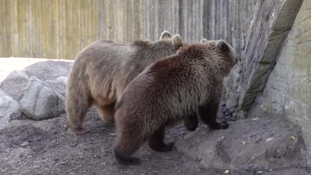 Bears Family Brown Bears — Wideo stockowe
