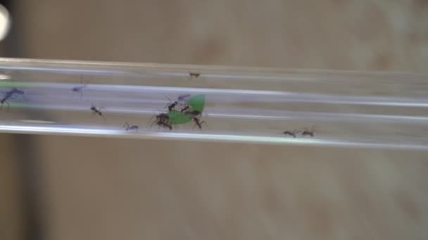 Insects Ants Crawl Glass Pipe — Vídeo de Stock