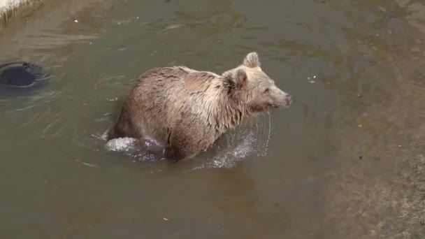 Bears Family Brown Bears — Vídeo de stock
