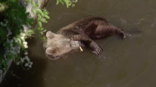 Niedźwiedzie Rodzina Niedźwiedzi Brunatnych — Wideo stockowe