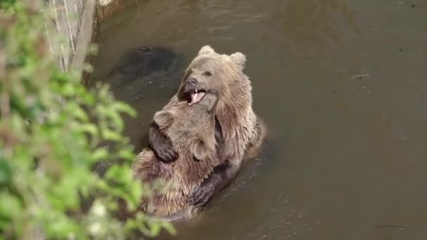 Niedźwiedzie Rodzina Niedźwiedzi Brunatnych — Wideo stockowe