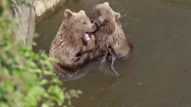 Медведи Семья Бурых Медведей — стоковое видео