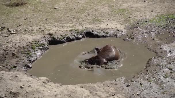 Beaver Bathes Swamp — Vídeo de stock