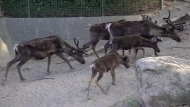 Deer. Deer graze in nature.