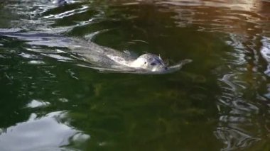 Fur seal. The fur seal swims in the pool.