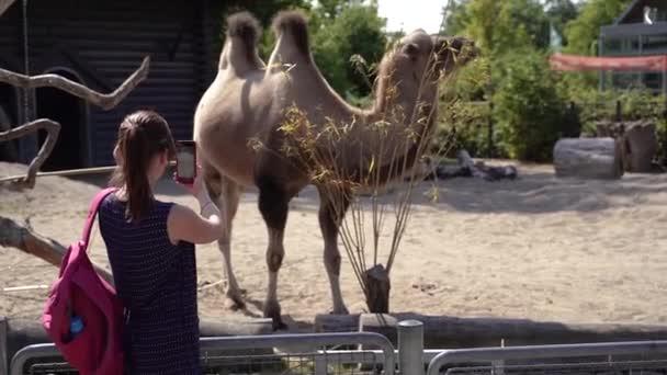 Camello Una Mujer Toma Fotos Camello Teléfono Móvil — Vídeo de stock