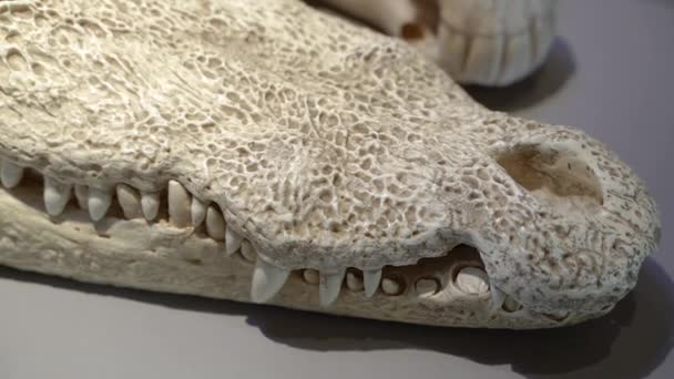 Reptile Skull Crocodile Close — Vídeo de Stock