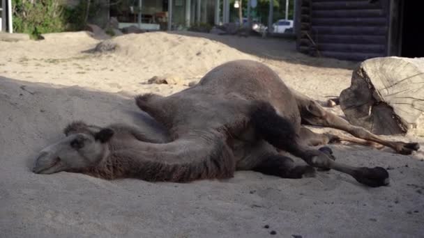 卡梅尔骆驼躺在沙滩上 — 图库视频影像