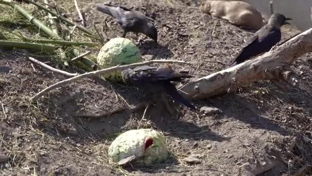 Crows Crows Peck Rotten Watermelons — Stock video