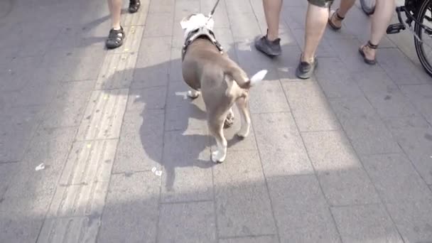 Hond Met Grote Ballen Algemeen Plan — Stockvideo
