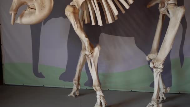Skeleton Elephant Skeleton Full Growth — Stock Video