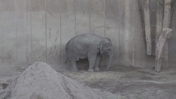 Слоны Семья Слонов Зоопарке — стоковое видео