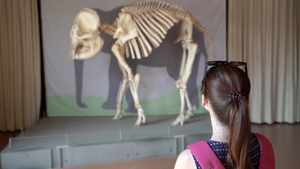 Esqueleto Esqueleto Elefante Pleno Crecimiento — Vídeo de stock