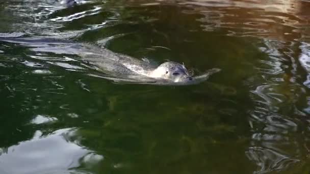 Fur Seal Fur Seal Swims Pool — Stockvideo