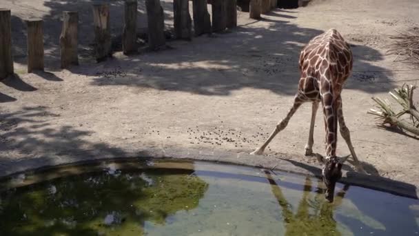 Giraffe Giraffe Drinks Water — ストック動画
