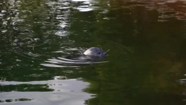 Меховая Печать Морской Котик Плавает Бассейне — стоковое видео