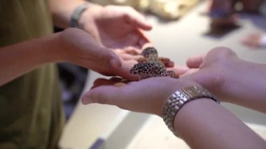Lizard. The human hand holds a small lizard in the palm.
