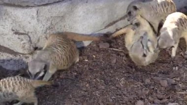 Meerkat. A family of meerkats lives in a rock.