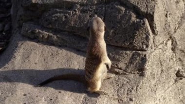 Meerkat. A family of meerkats lives in a rock.