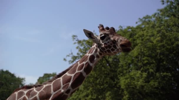 Giraffe Giraffe Zoo Eats Tree Bush — Stock Video
