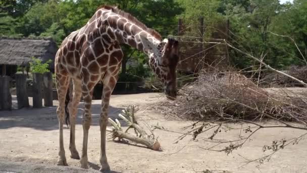 Giraffe Giraffe Zoo Eats Tree Bush — Video