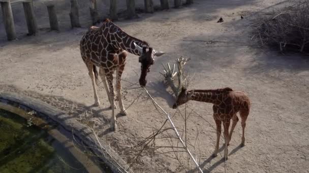 Zsiráf Zsiráf Állatkertben Megeszik Egy Bokrot — Stock videók
