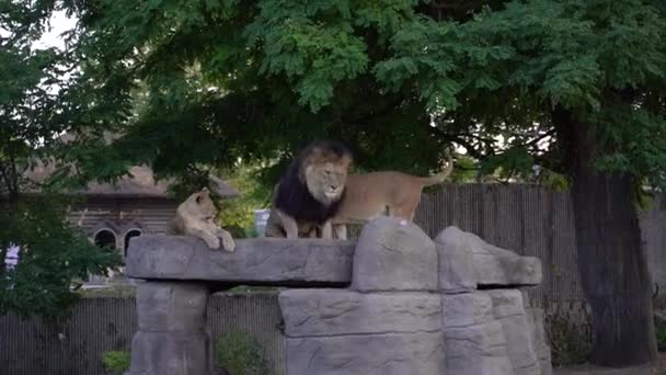Lion Lion His Family Lies Rock — Video