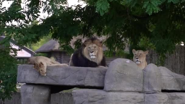 Lion Lion His Family Lies Rock — Stock video