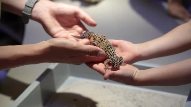 Lizard Human Hand Holds Small Lizard Palm — Vídeos de Stock