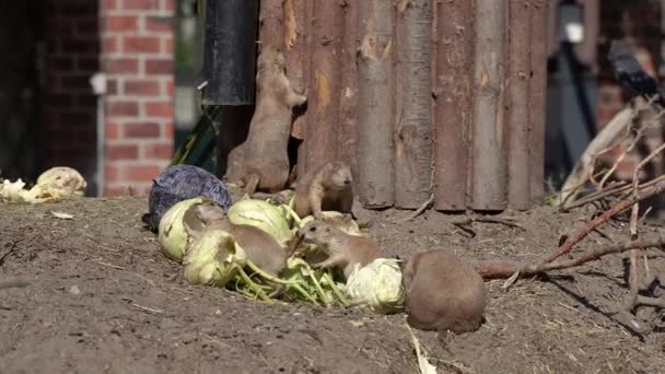 Meerkat Family Meerkats Lives Rock — Vídeo de stock