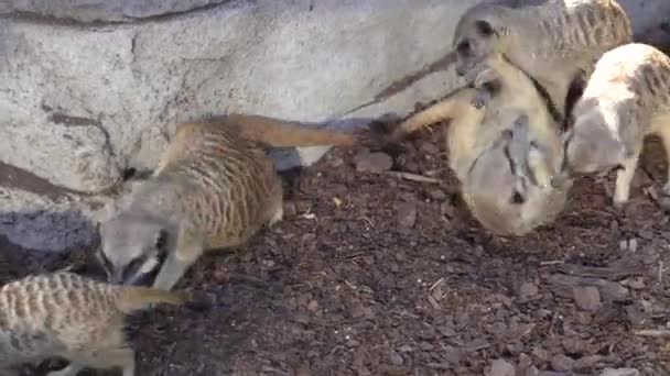 Meerkat Family Meerkats Lives Rock — Vídeo de stock