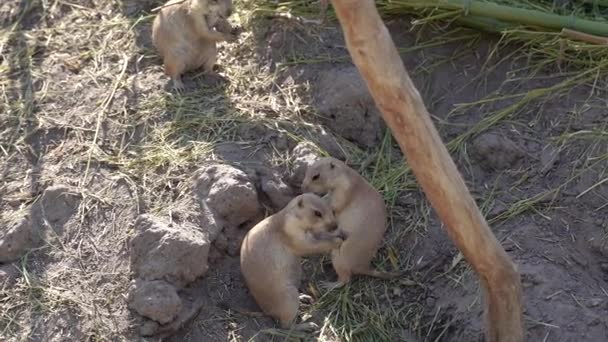 Meerkat Family Meerkats Lives Rock — Wideo stockowe