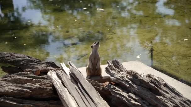 Meerkat Family Meerkats Lives Rock — Stock Video