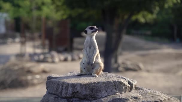 Meerkat Family Meerkats Lives Rock — Stock video