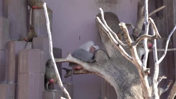 猴哥猴子一家住在岩石上 — 图库视频影像