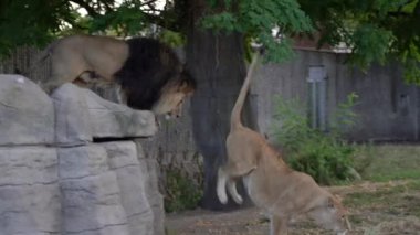 Marriage period. The lion impregnates the lioness.