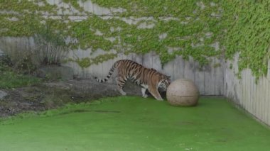 Tiger. The tiger is played with a big ball.