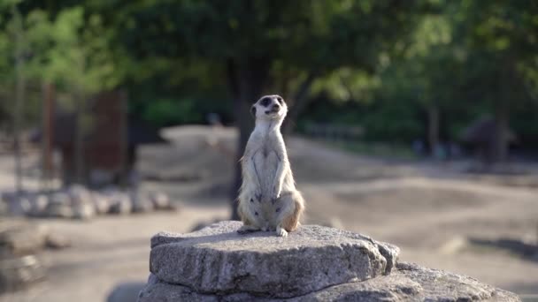 Meerkat Family Meerkats Lives Rock — Stock videók