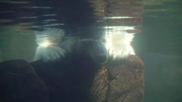 Jegesmedve Egy Jegesmedve Fekszik Egy Kövön Vízben — Stock videók