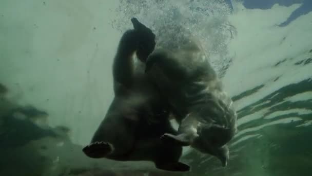 Белый Медведь Белый Медведь Лежит Камне Воде — стоковое видео