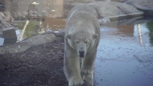 極熊だ 岩の間をホッキョクグマが歩いている — ストック動画