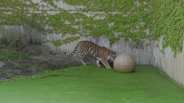 Тигр Тигр Играет Большим Мячом — стоковое видео