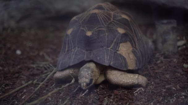Черепаха Большая Черепаха Живет Аквариуме — стоковое видео