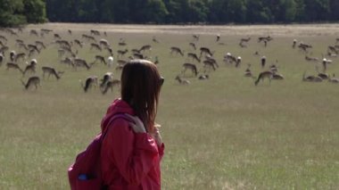 Geyik. Parkta geyik otlağı. Danimarka. Kopenhag.